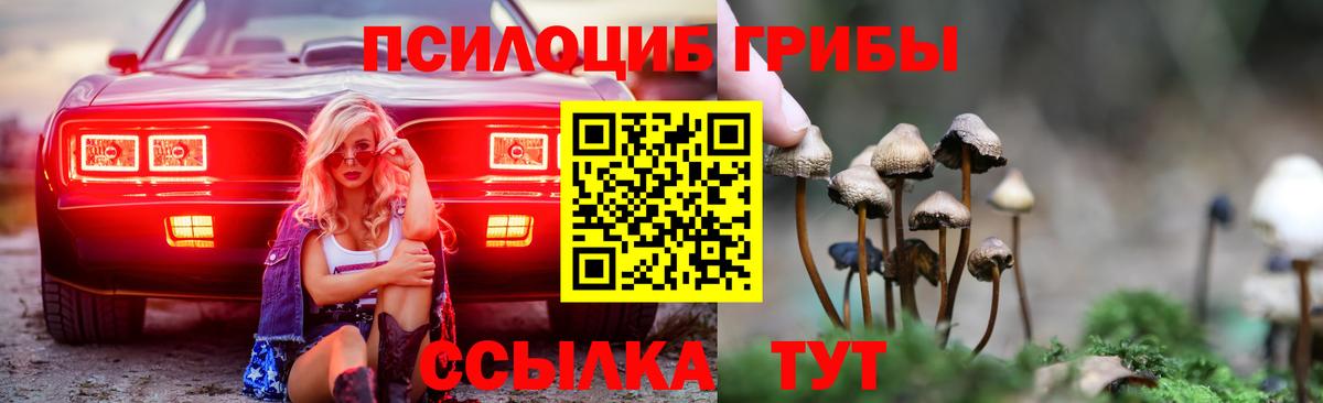 Псилоцибиновые грибы Psilocybe Нижний Новгород